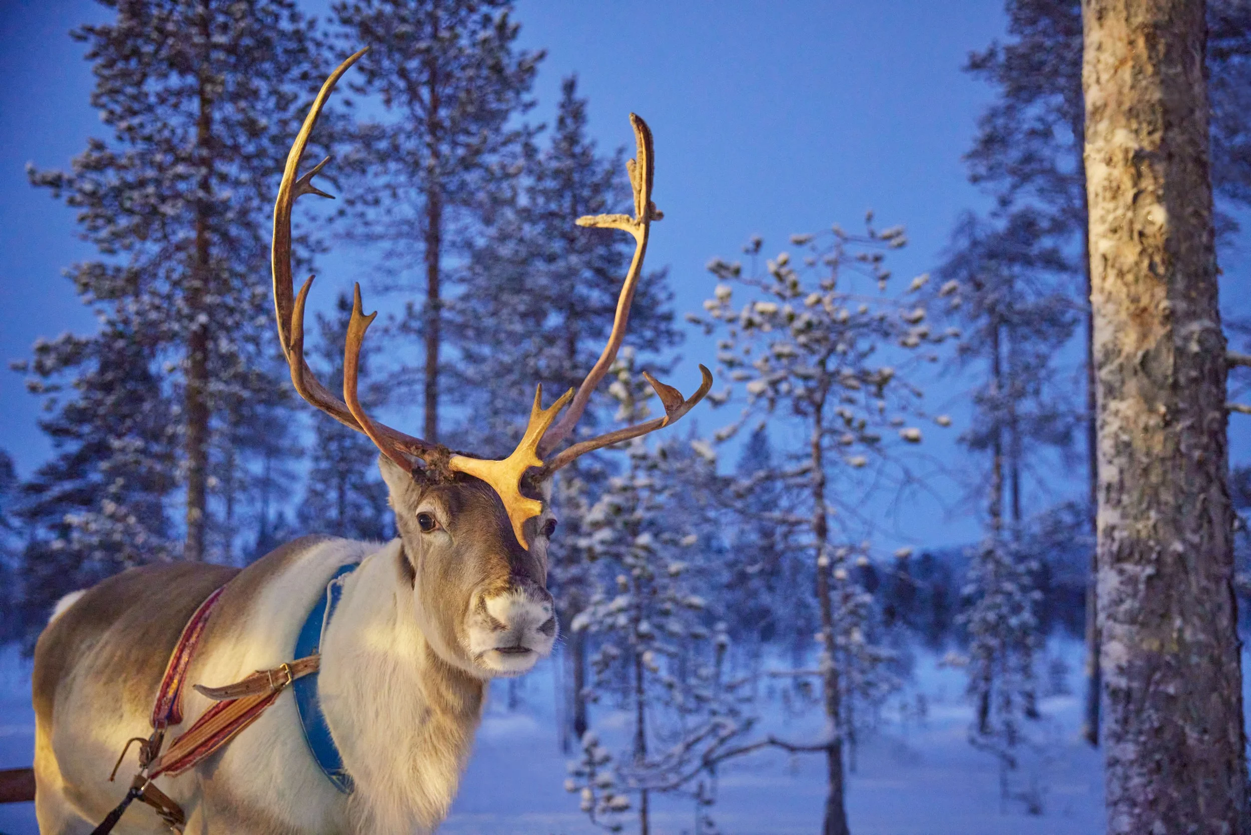 SOM_Santas_Lapland_0003web.jpg