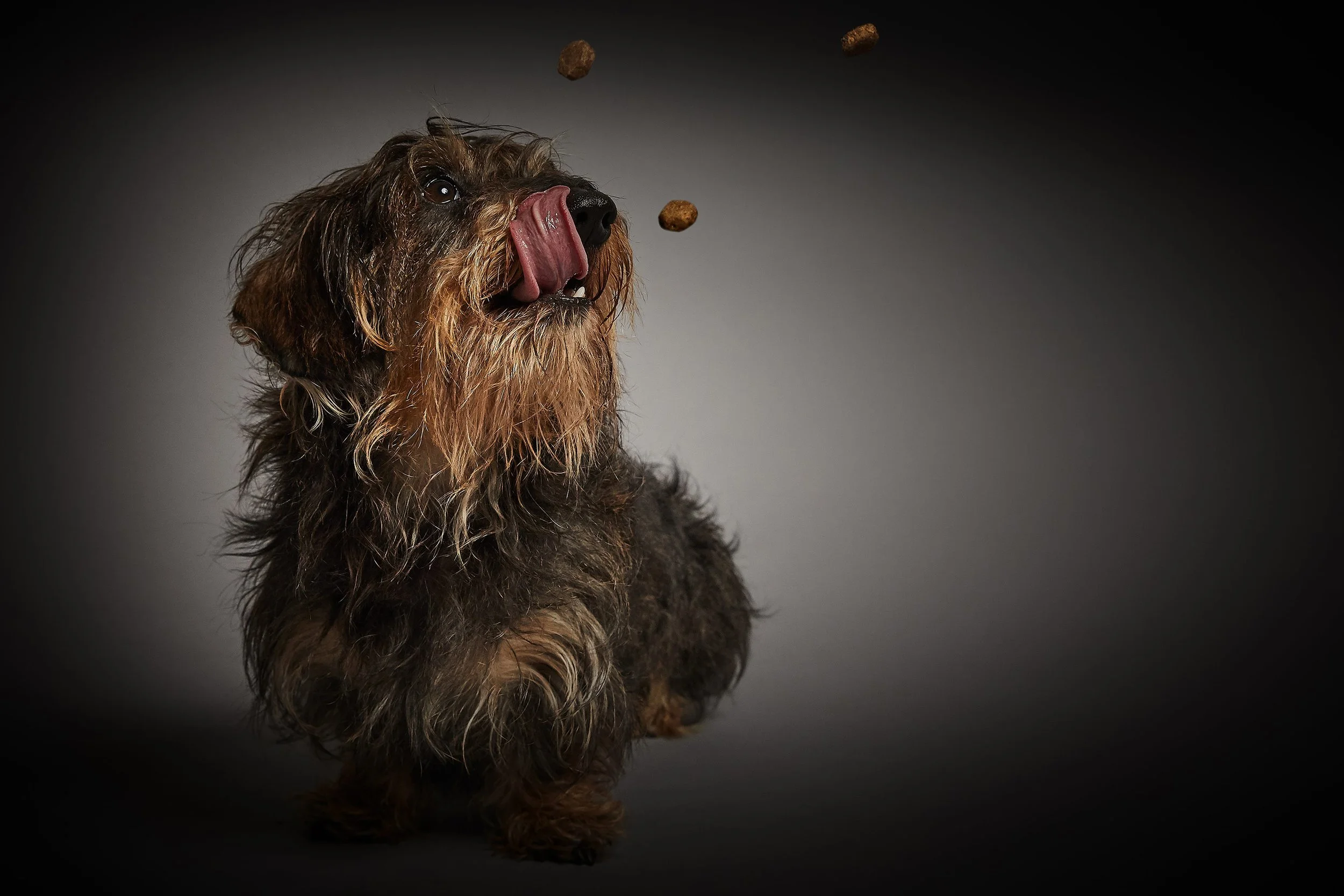 BA_Eukanuba13934.jpg