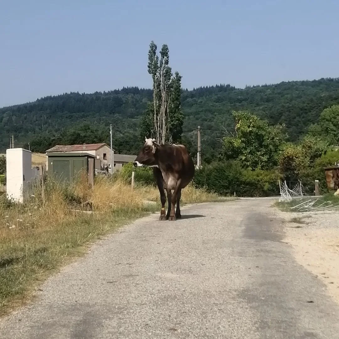 Vache ard&eacute;choise
En remontant au Mont.