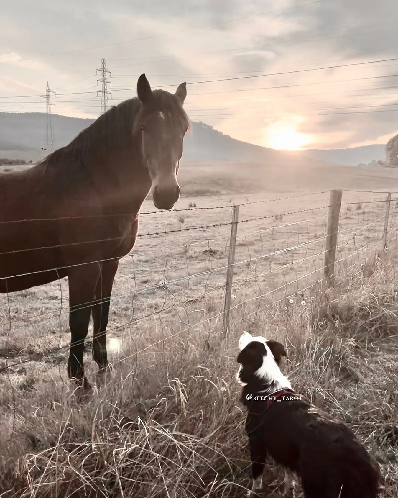 She loves meeting new animals 🥹

#bordercollieofinstagram #horsesofinsta #animals