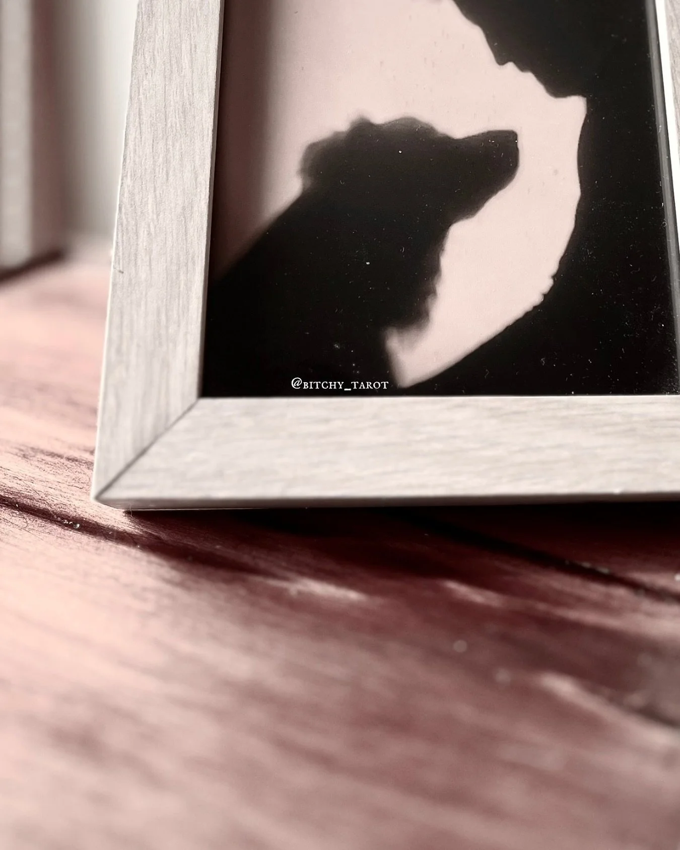 A picture of my favourite picture 🥹

#dogsofinstagram #bordercollieofinstagram #memories