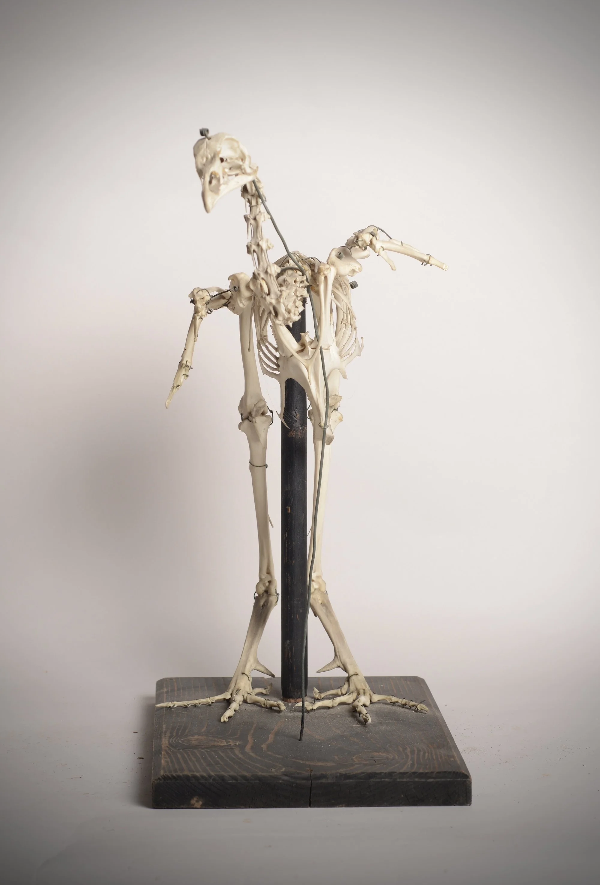 bird skeleton a jjpeg.jpeg