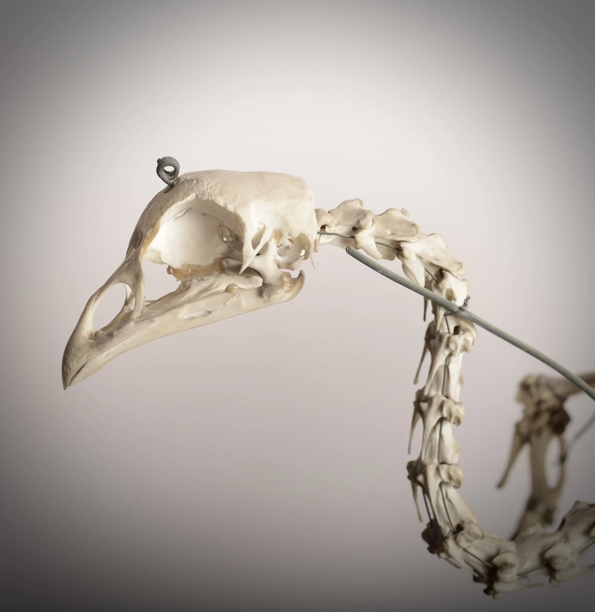 bird skeleton  c jpeg.jpeg