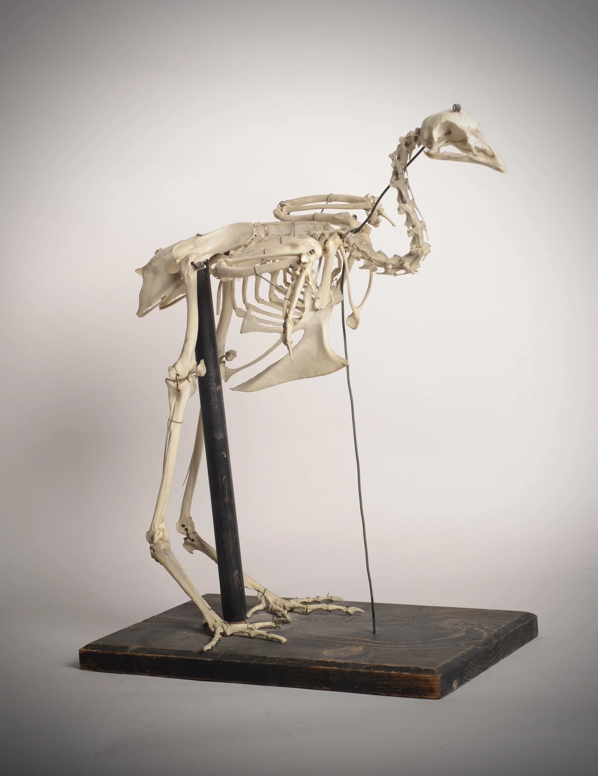 bird skeleton jpeg.jpeg