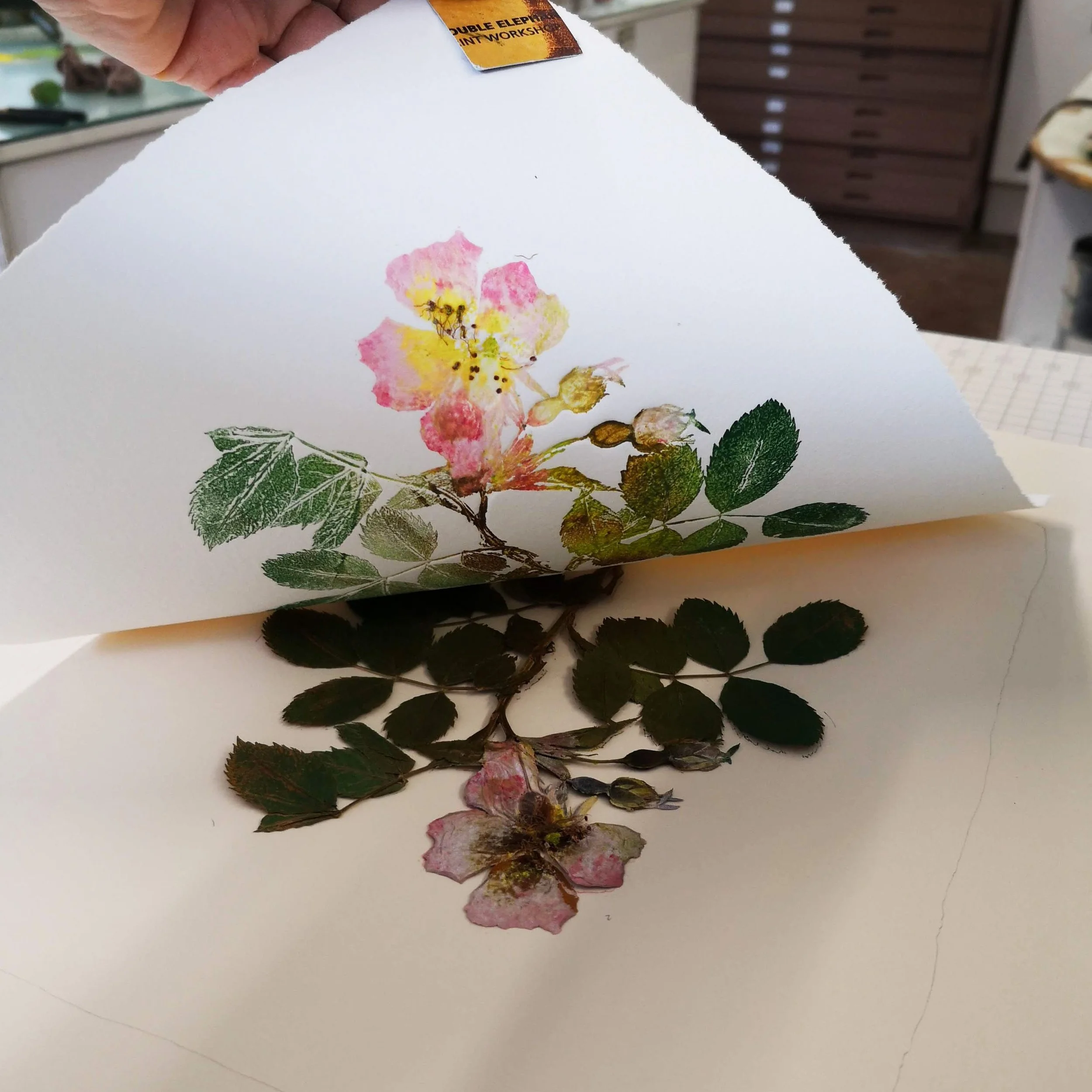 Botanical Monoprints Half Day: Thursday 4th June '26 £45.00