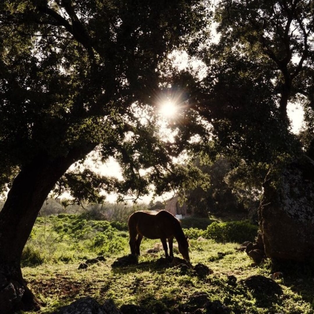 If you're a horse lover, then @FincaLaDonaira is a dream place for you. 

Nestled in the stunning Andalusian countryside, the luxury eco-retreat offers horseback riding experiences like no other. 

With breathtaking landscapes, you'll feel like royal