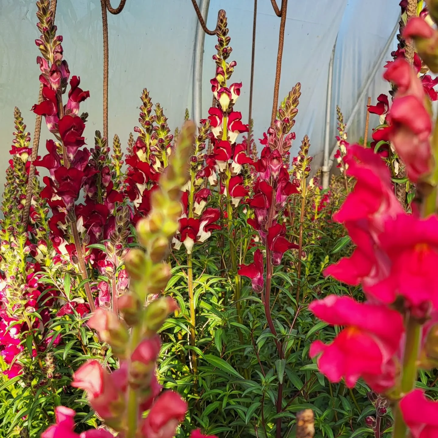 The antirrhinum (aka snapdragons) are looking good this year and producing a bumper crop. If you'd like a bunch or two they are available at &pound;5, pick up from the farm. Just drop us a DM