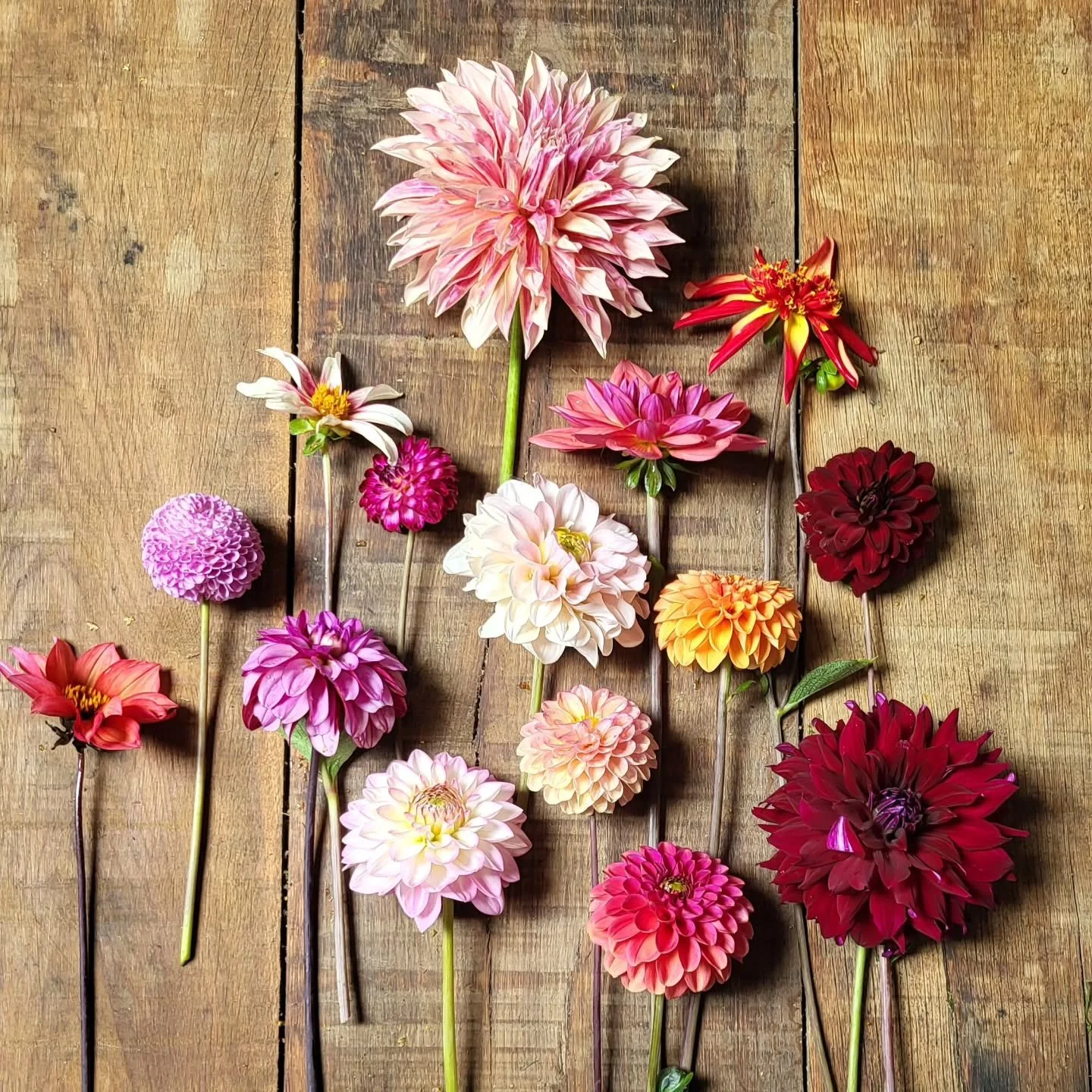 On 6th September 3pm we will be hosting another bouquet making workshop. This will be a 'dahlia special'! As before, this will include a tour of the farm, arranging a bouquet to take home and refreshments.
The price is &pound;25 per person. Please ge