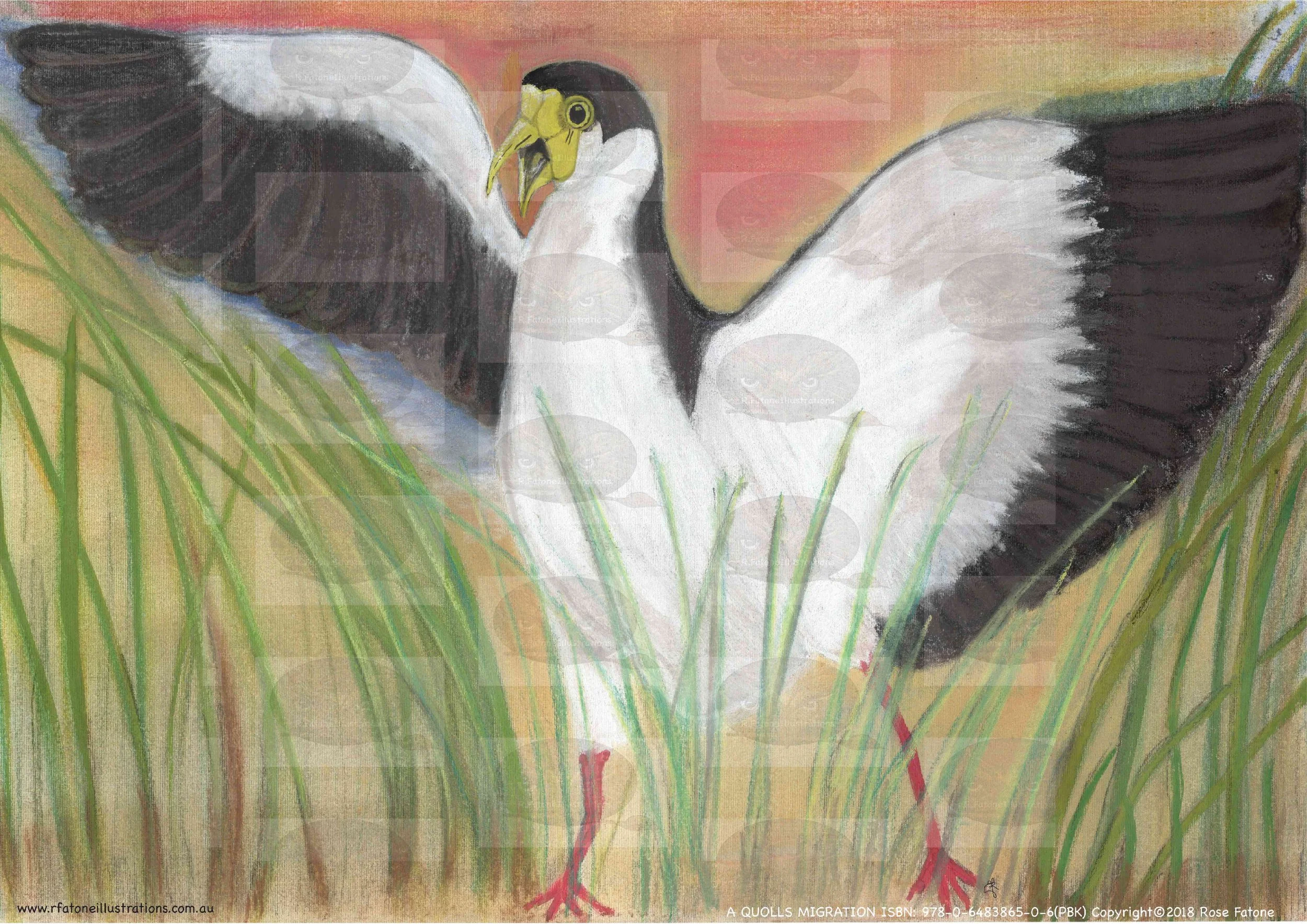 Plover