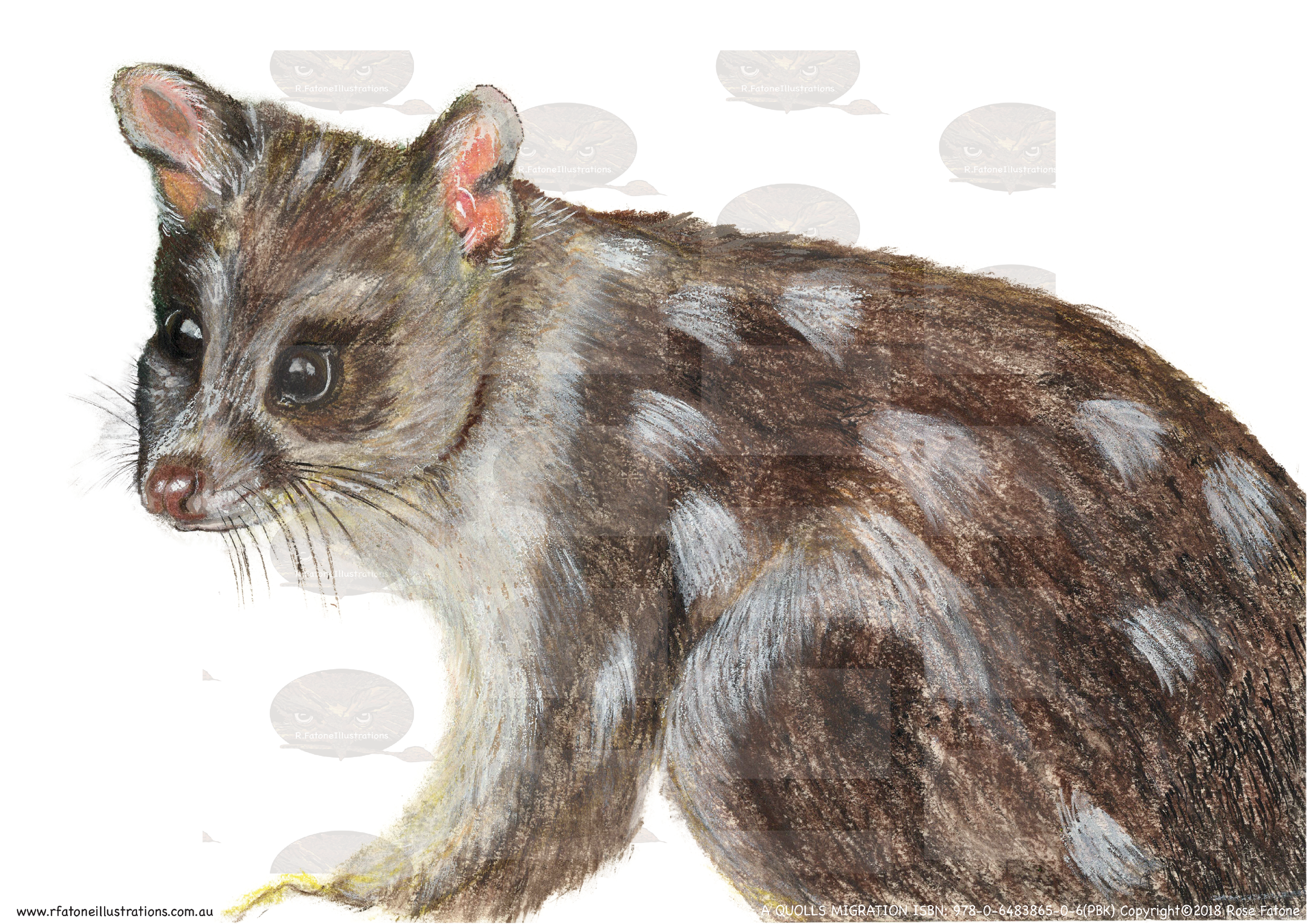 Daddy Quoll