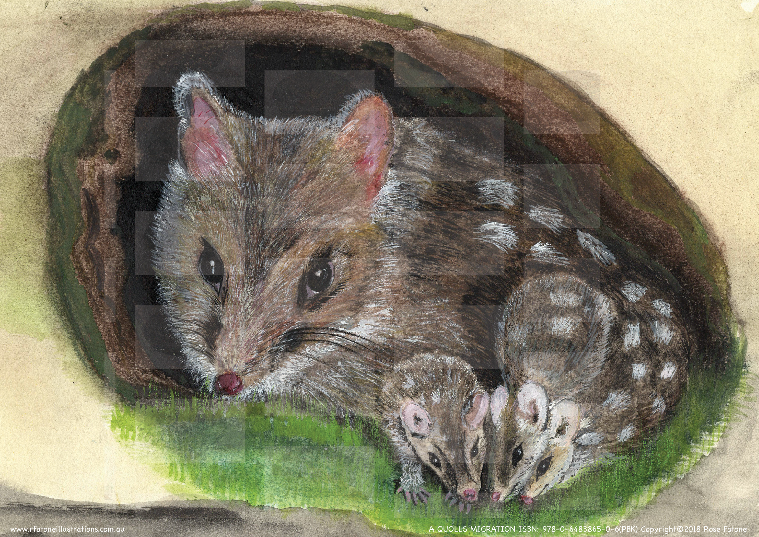 Mummy Quoll and her babies