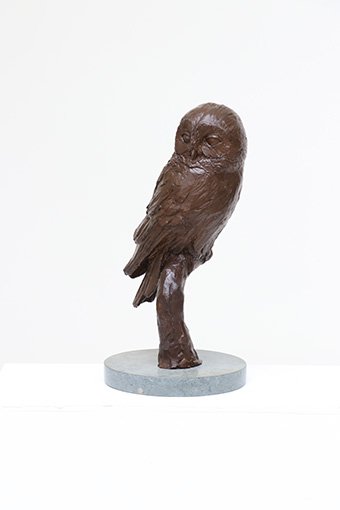 LLB 446 Barn Owl Resting Studio 001_LR.jpg
