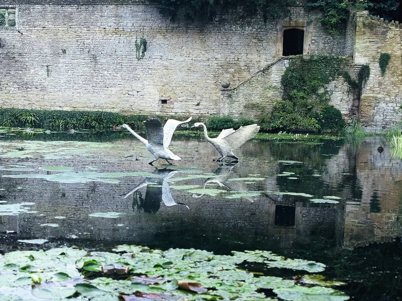 LLB+164+169+Swans+Landing+%26+Taking+flight+002_LR.jpg