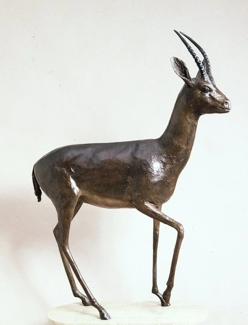 81+Gazelle+Female_LR.jpg