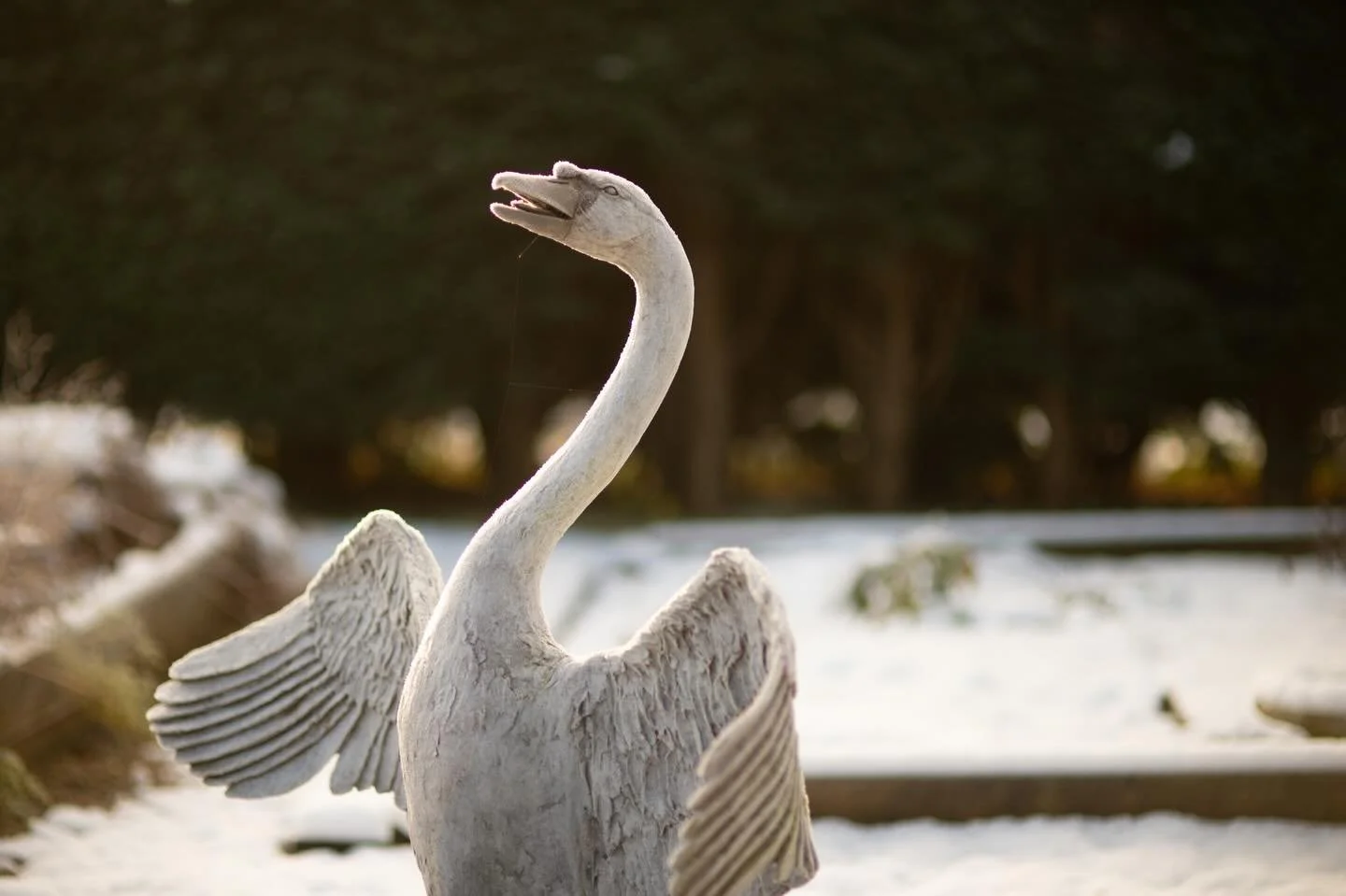 Swan on guard by Lloyd Le Blanc in our frosty garden 
Photographed by @jamesmillarphotographer 
#swansculpture 
#bronzesculpture 
#gardensculpture
