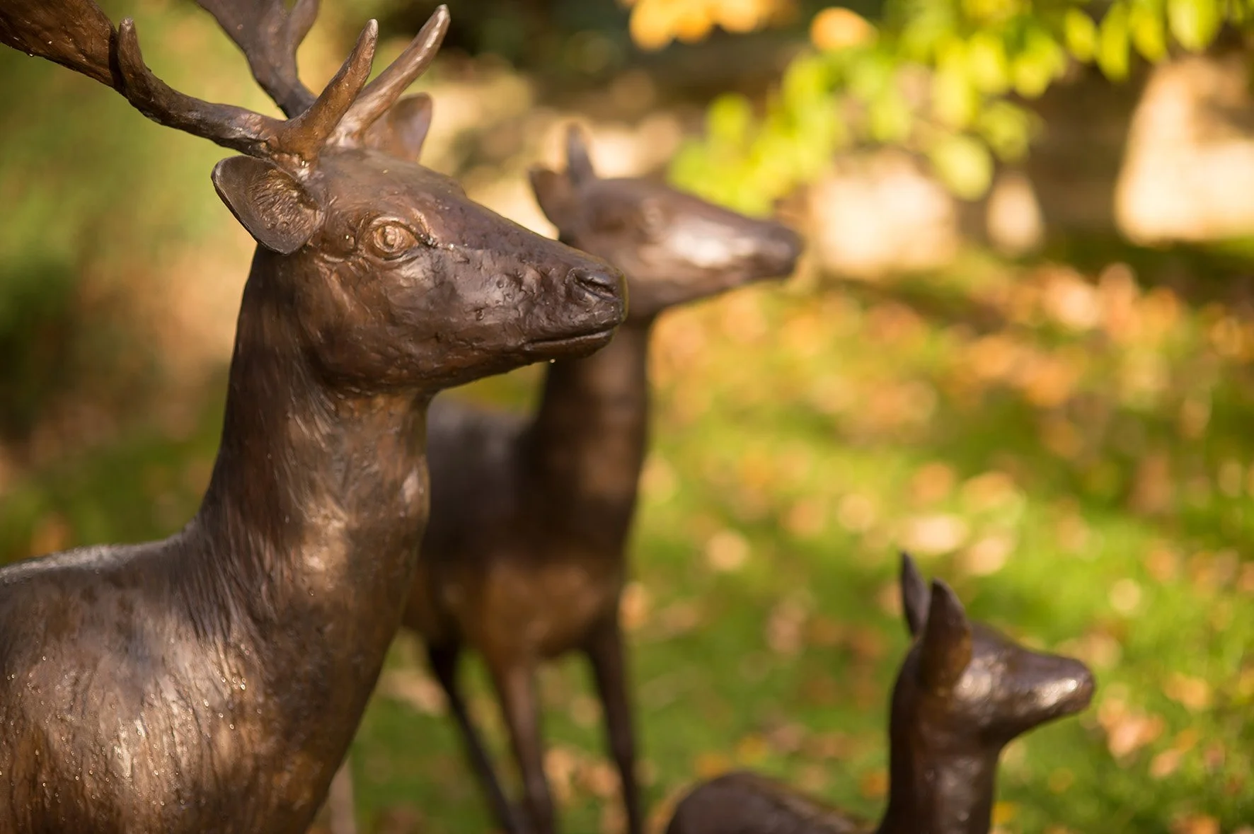 LLB 212 Deer Family 001_JM_LR.jpg