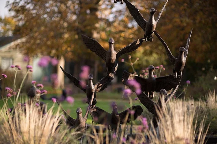 LLB 218 Mallard Ducks 12_JM_LR.jpg