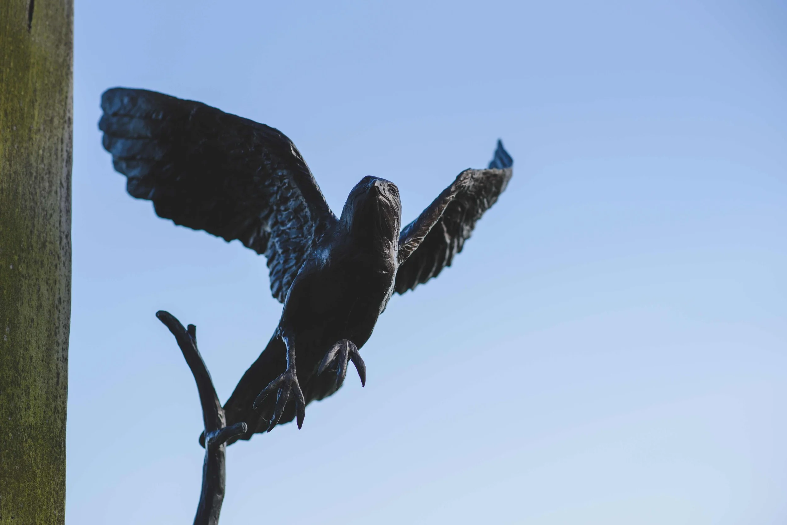 sparrow-hawk-2 copy.jpg