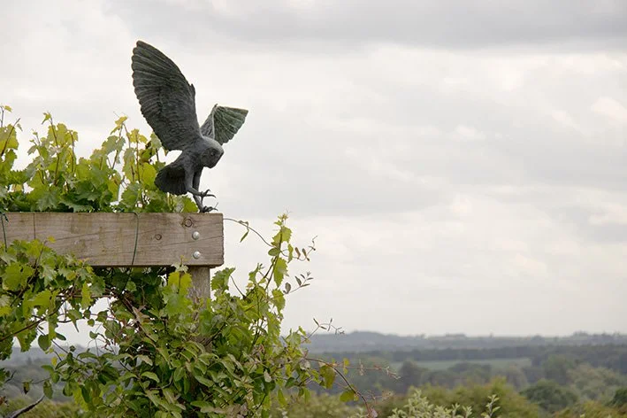 LLB 491 Barn owl Landing 002_LR.jpg
