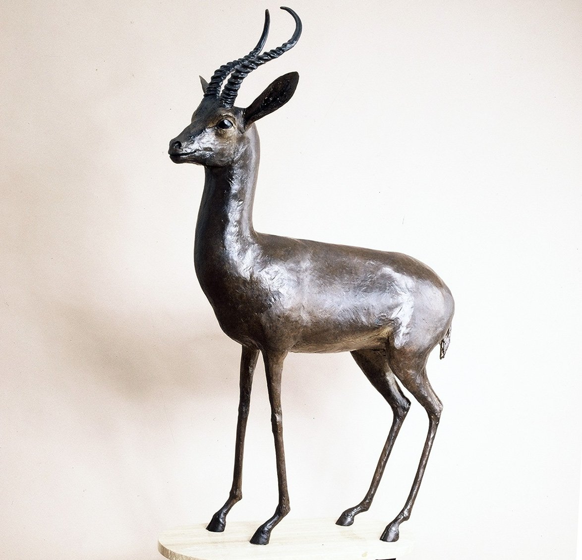 LLB 81 Gazelle Male_LR.jpeg