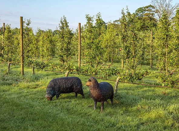 LLB 554 581 Sheep Pair  QS 002_CN24_LR.jpg