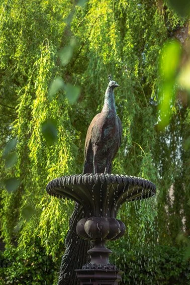 LLB 073 Peacock with Fountain 001_25_LR.jpg