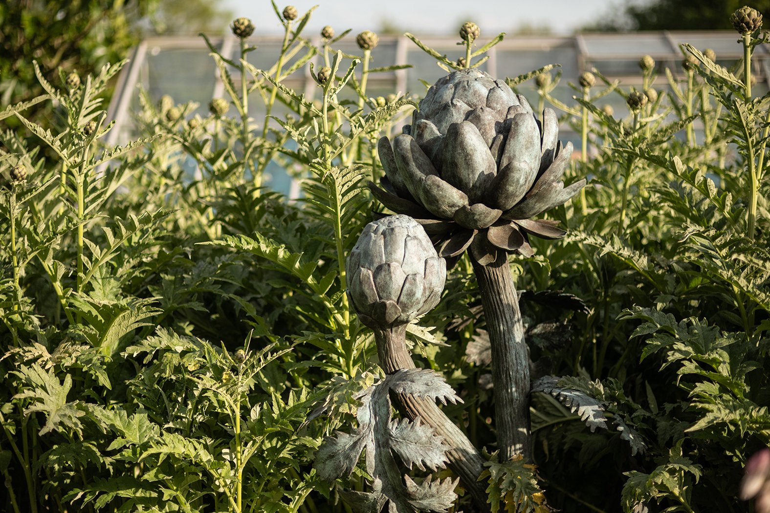 LLB 439 Artichokes V Saxby Garden 036_JM24_LR.jpg