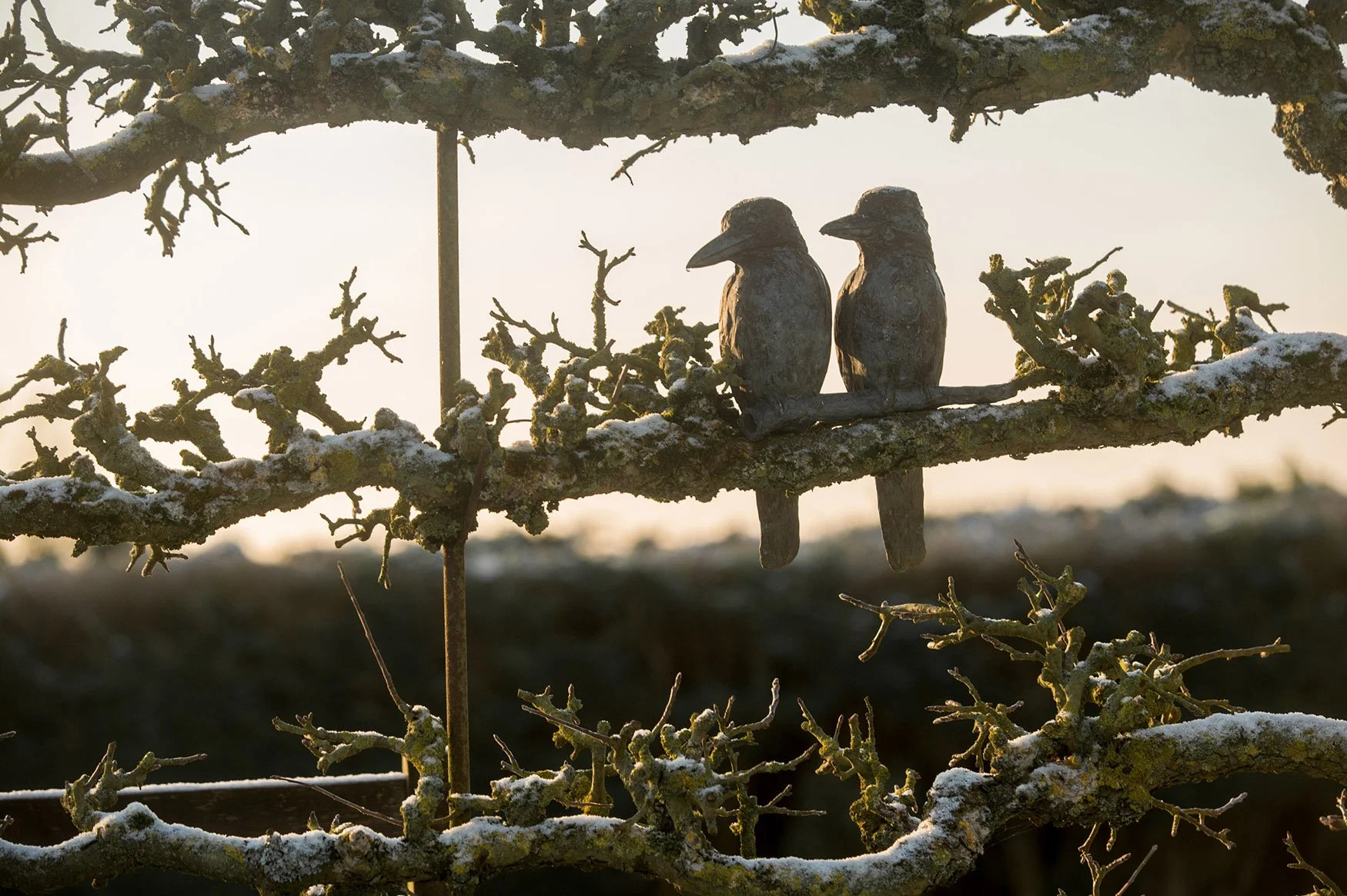 kookaburras-pair-bronze-sculpture-v05.jpg