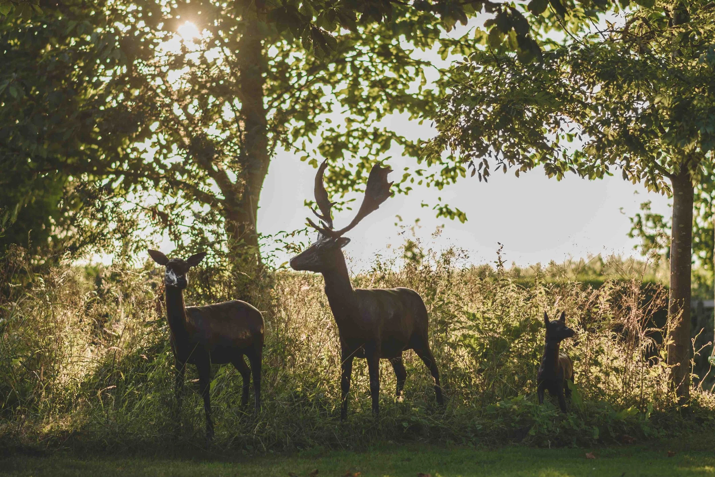 LLB 212 Deer Family 001_LR.jpg