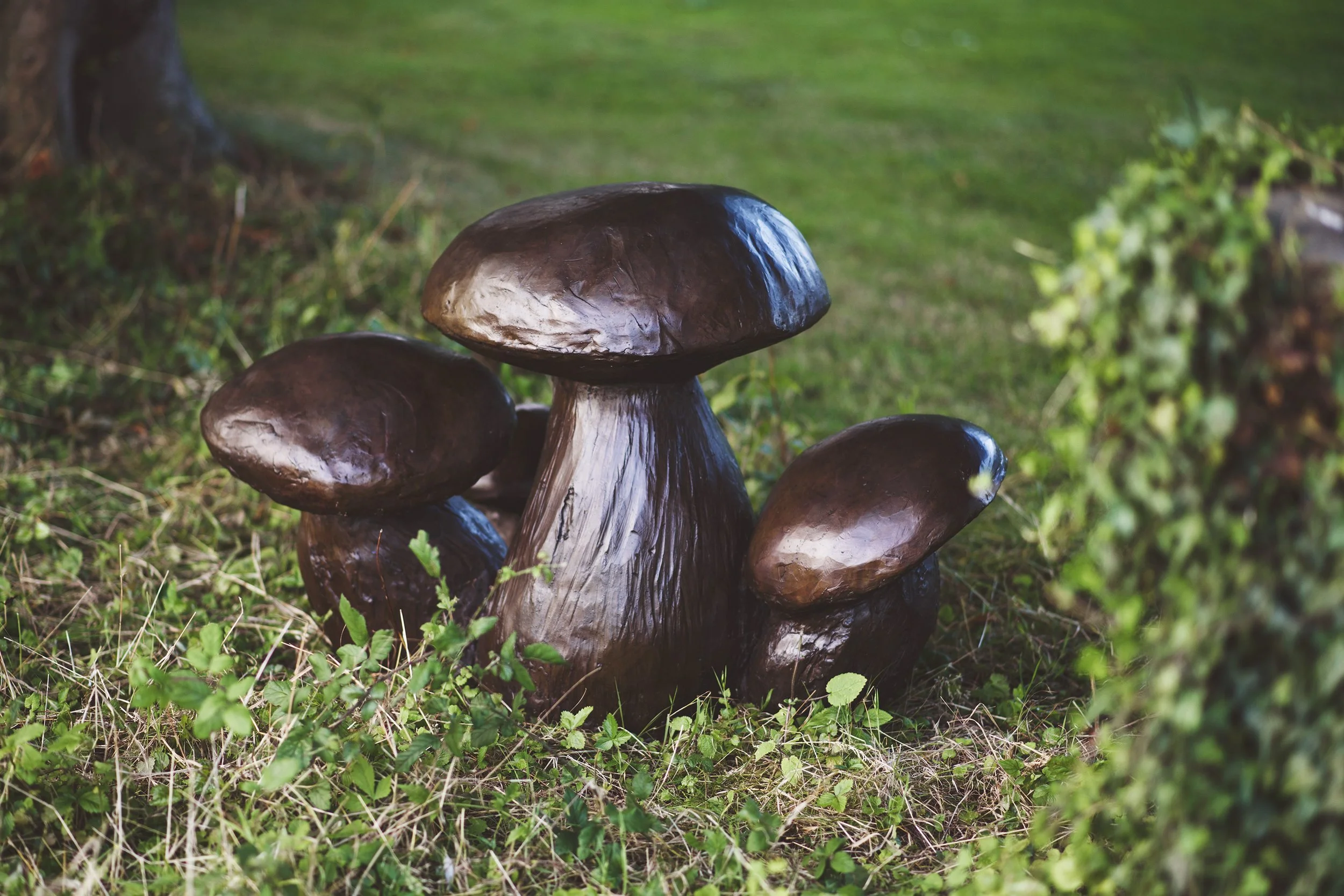 464 Mushrooms 03_RP16_LR.jpg