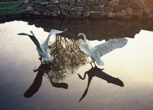 LLB 164 169 Swans Landing & Taking flight 001_LR.jpeg