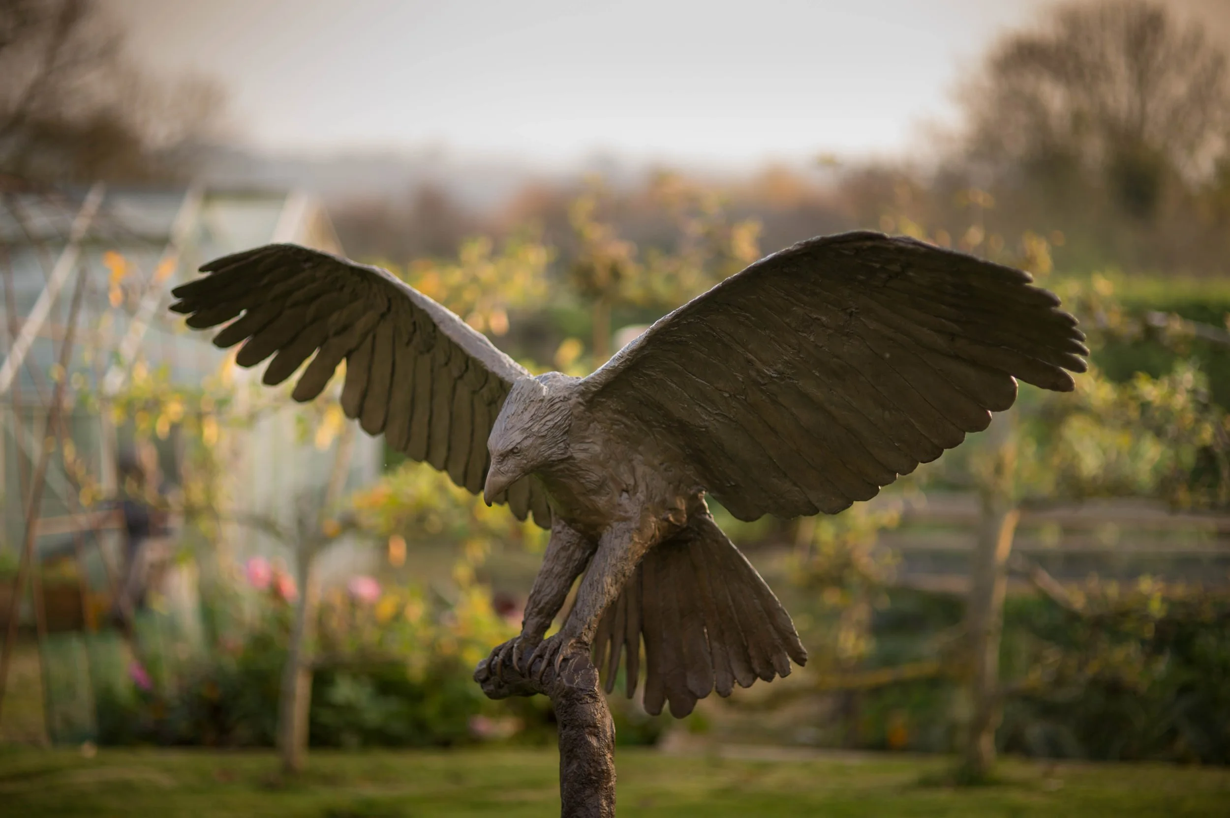 LLB 570 Phillippine Eagle 005_JM_LR.jpg