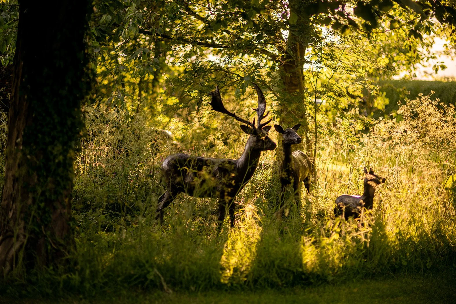 LLB 212 Three Deer 001_JM24_LR.jpg