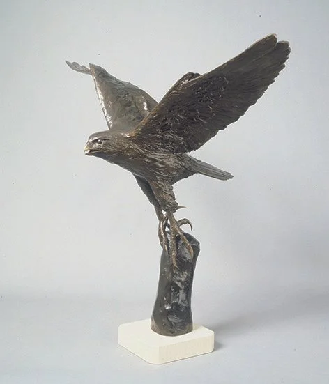 LLB 129 Peregrine Falcon 001_LR.jpg