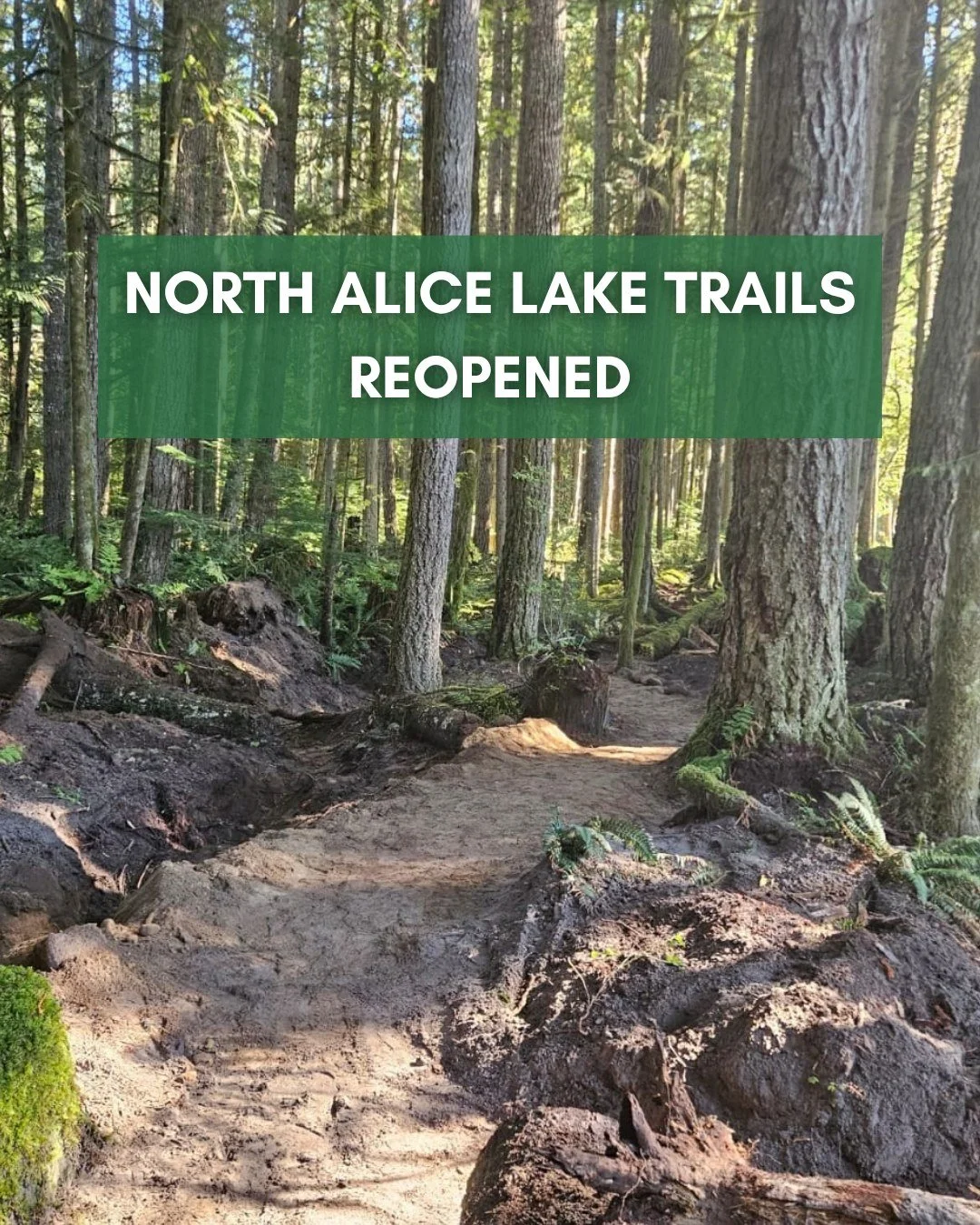 At the north end of Alice Lake, Dead End Loop, Mini Tracks, Made in The Shade, and the Bob McIntosh Memorial Trail are once again open! These routes were temporarily closed during construction of the Cheekeye Debris Flow Barrier, and we appreciate Ma
