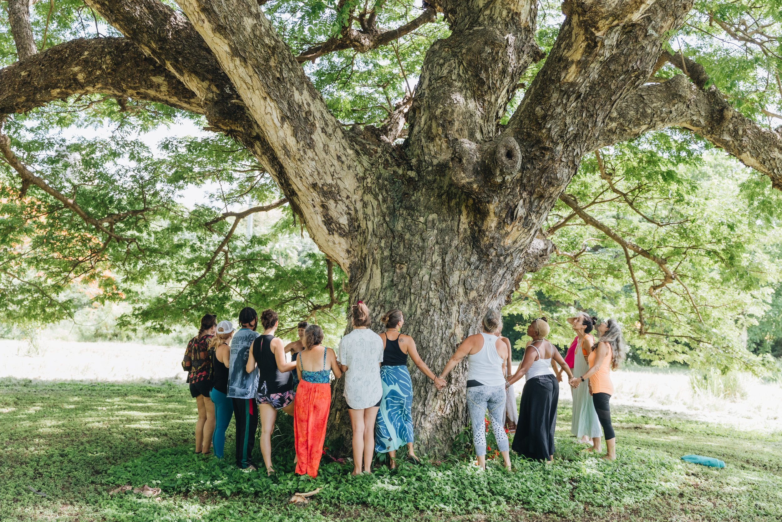 Saman Tree 1.jpg