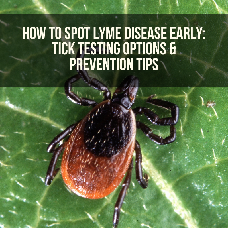 Lyme Patient Resources — Guide to Understanding Lyme Disease | Lyme ...