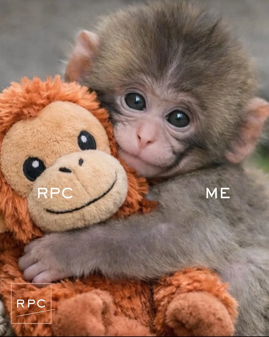 Punch and his plushy.

POV: Classical Pilates can feel like an elite web of rejection - which is one of the main reasons Rebel was founded in 2012.  We want to be more like Plushie. ✨ 

We&rsquo;re so glad he&rsquo;s finally been accepted by his troo