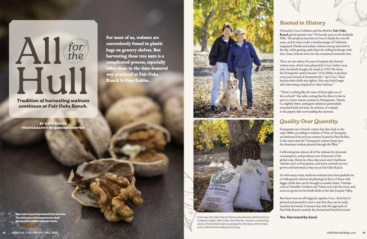 Open magazine spread about harvesting walnuts at Fair Oaks Ranch, featuring text, photographs of hikers with dogs, a walnut tree, and bags of walnuts ready for harvest.