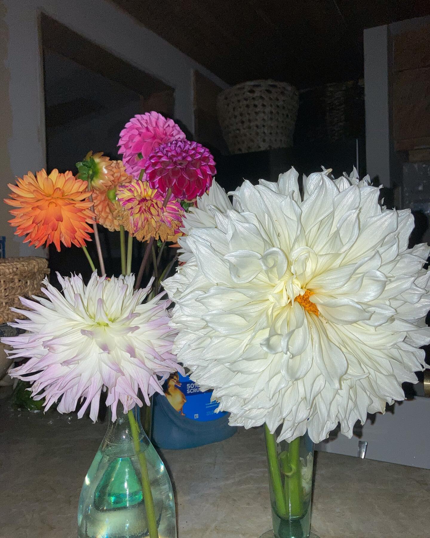 I planted my Dahlias late this year and with our dry summer and my lack of tending, they still did not disappoint! 🥰 And yes, there&rsquo;s a big bottle of Dawn in the background! #slowlivinginspiration #dahlia #farmingjoy #flowers #atcobblestonefar