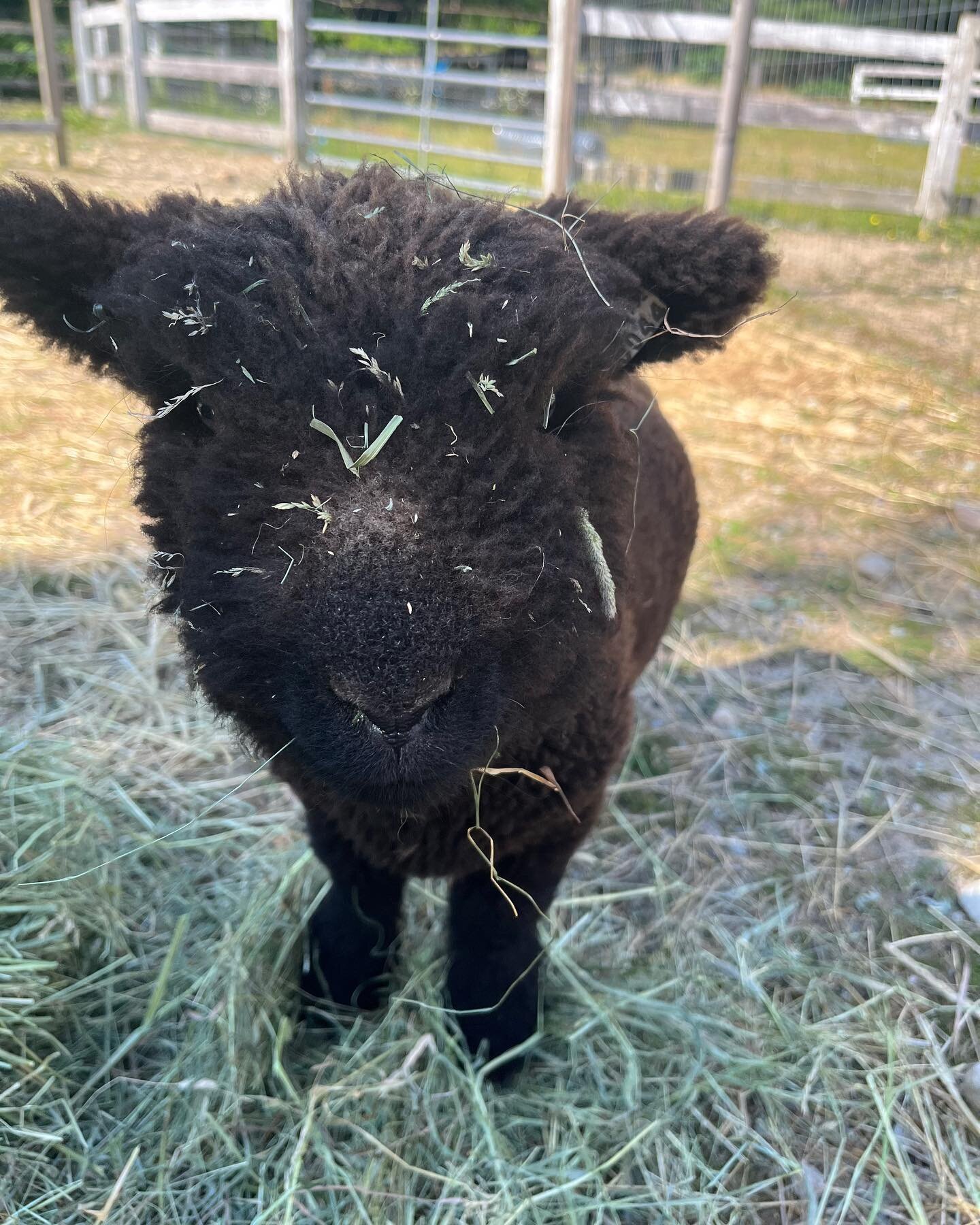 Little lamb, Penn, wearing his supper on his face! These guys, lambs Penn and Teller and kids, Starsky and Hutch, make me smile and laugh every day!  #farmingjoy! #atcobblestonefarm  #southdownbabydoll  #southdownbabydollsheep