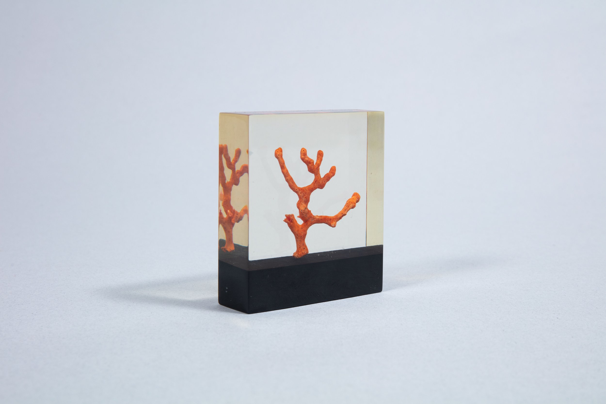 Coral in resin