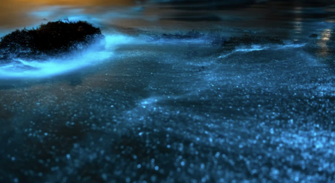 Bioluminescent blue and black ocean waves at night.