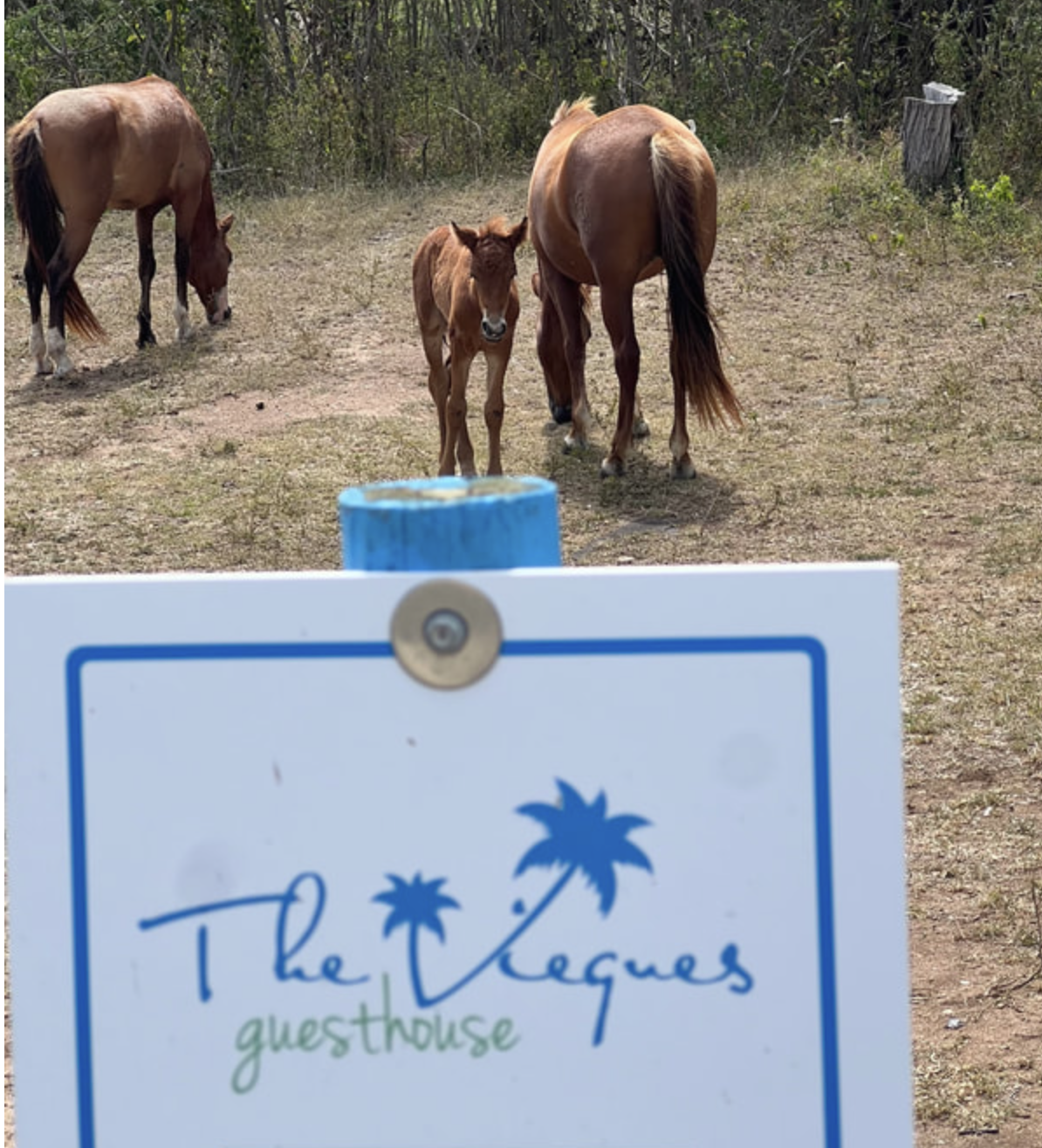 Three horses, including a foal, standing on a dirt area with trees in the background. A sign in the foreground reads "The Villas guesthouse" with two palm tree icons.