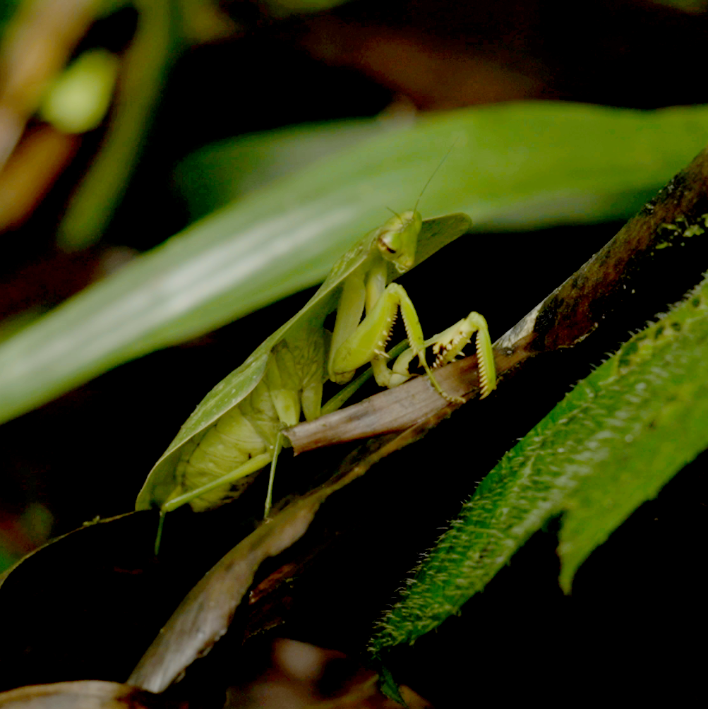 Praying Mantis