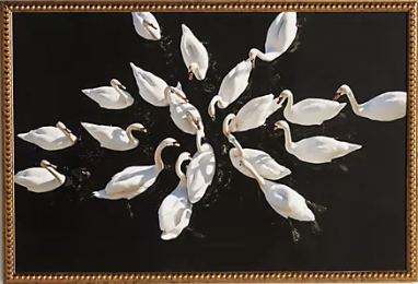 Romantic Swans