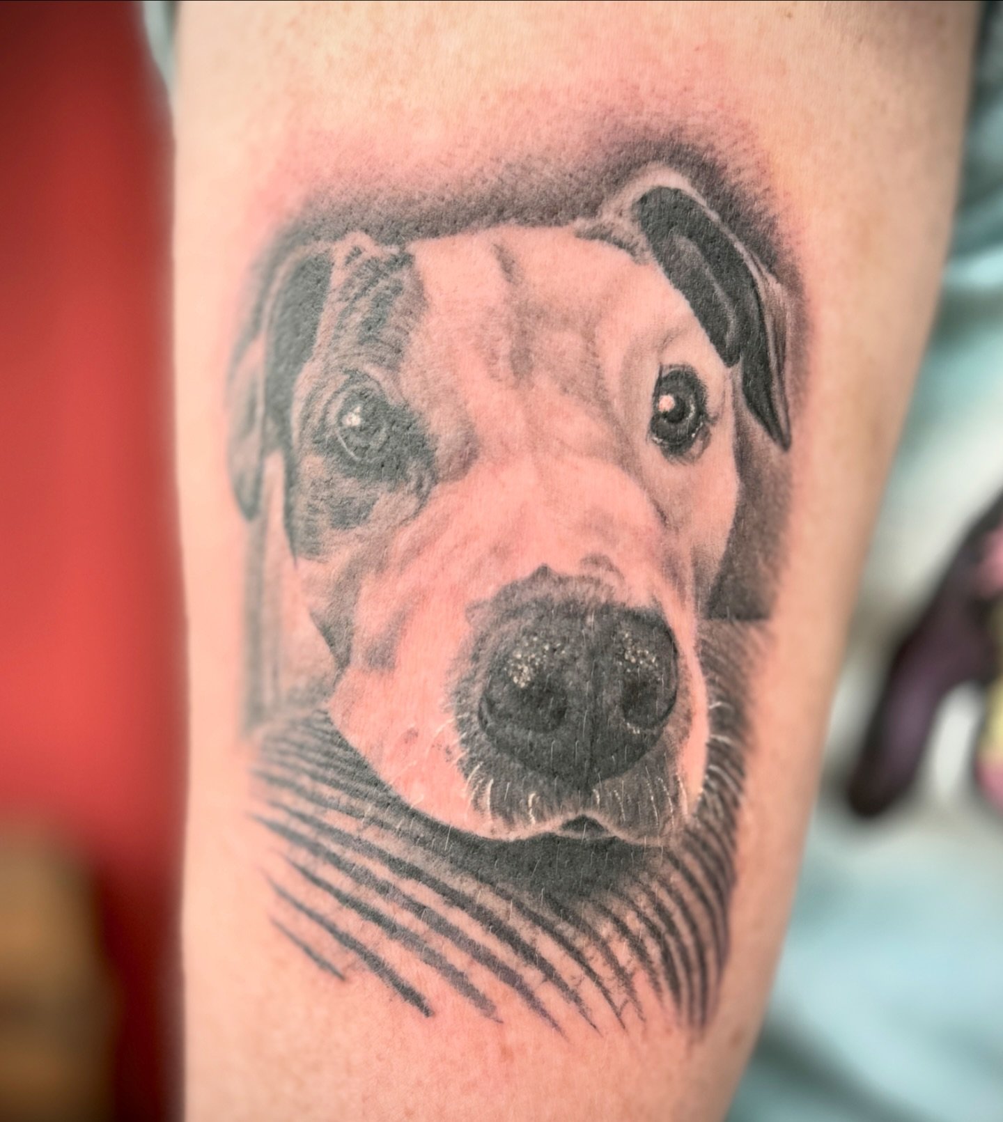 good boys only @philcolvintattoo (they&rsquo;re all good boys)

.
.
#dogportrait #dog #gooddog #realism #portraittattoo #realismtattoo #atlantatattoo #memorialtattooatl