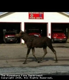 back_up_pics_1134 - Copy.jpg