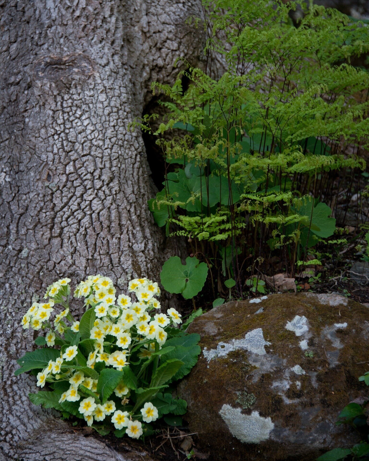 We are looking to fill the position of part-time Visitor Service Staff at Innisfree for this coming garden season.  Be part of the team that shares Innisfree with the public, greeting guests and handling admission to the garden.  We are looking for c