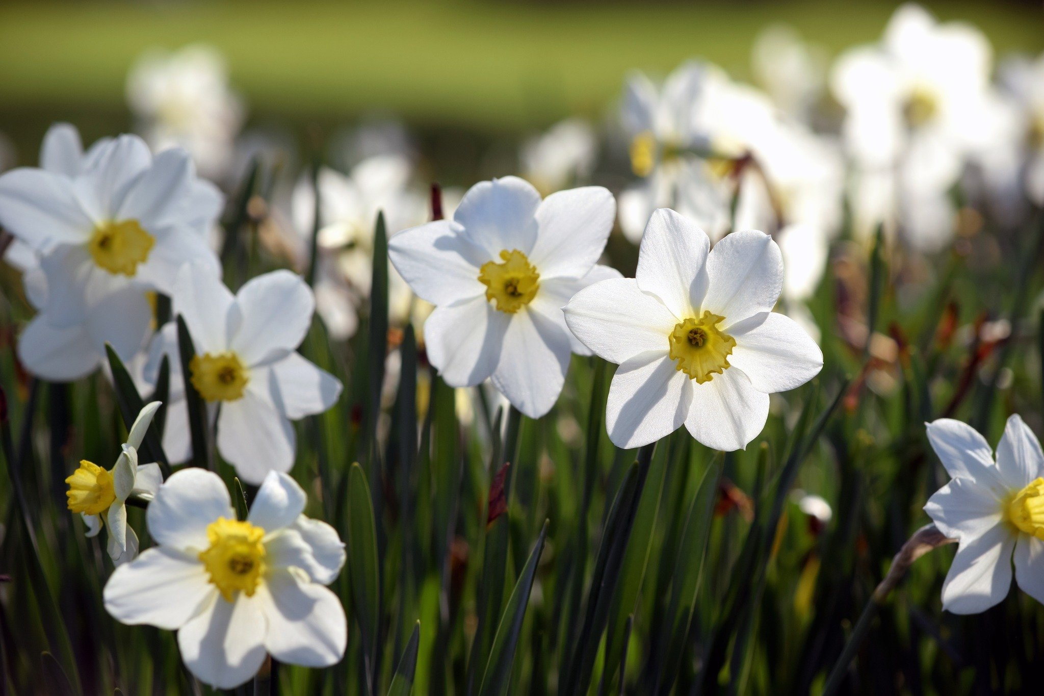 Yesterday, we opened Innisfree's gates early to watch the solar eclipse, and the joy and rejuvenation of being in the garden on a beautiful spring day, experiencing such an unusual phenomenon, was palpable. 
Not only did it exhilerate our visitors, b